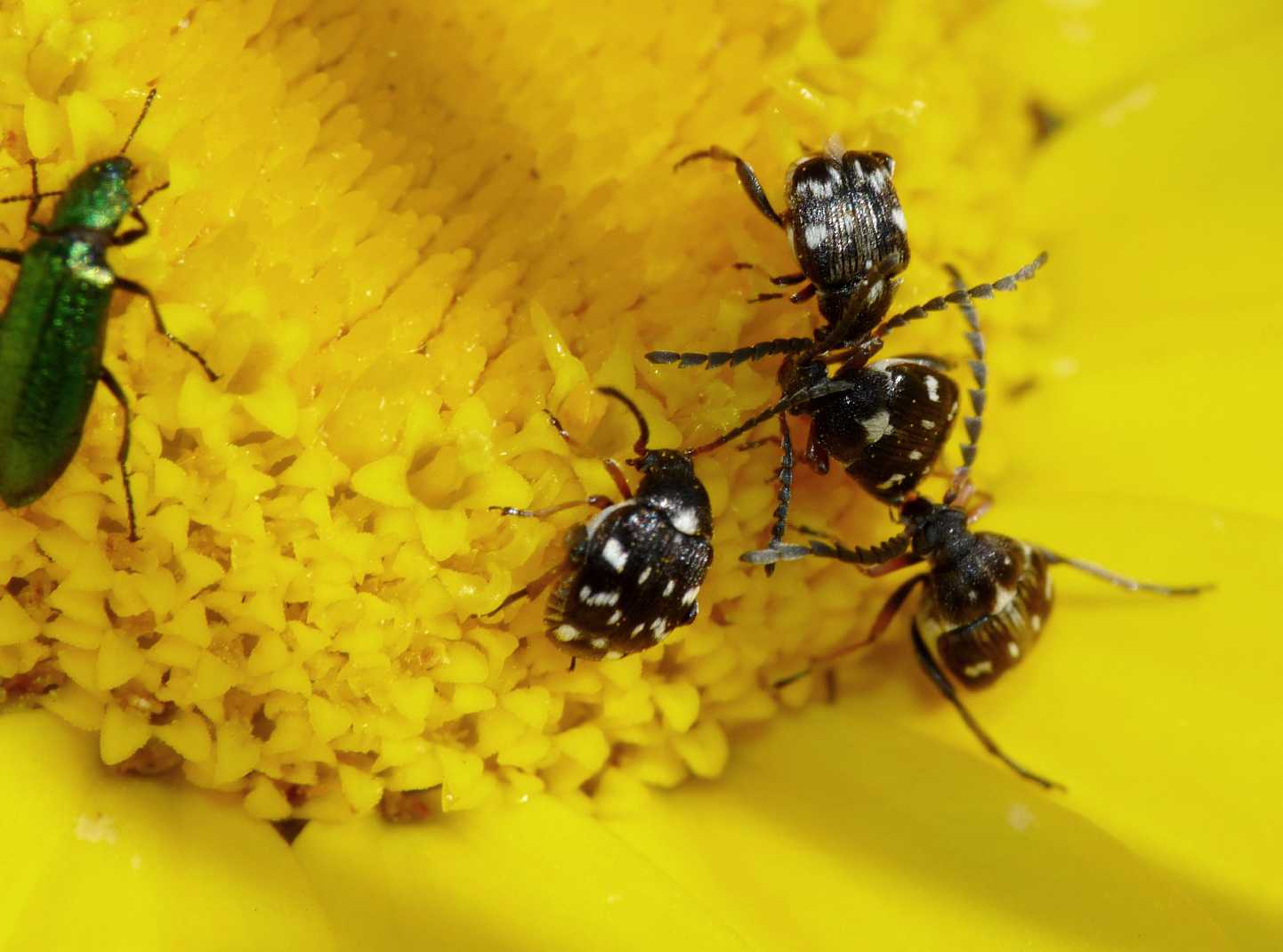 Chrysomelidae Bruchinae